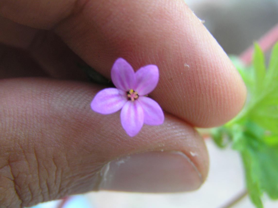 Geranium purpureum